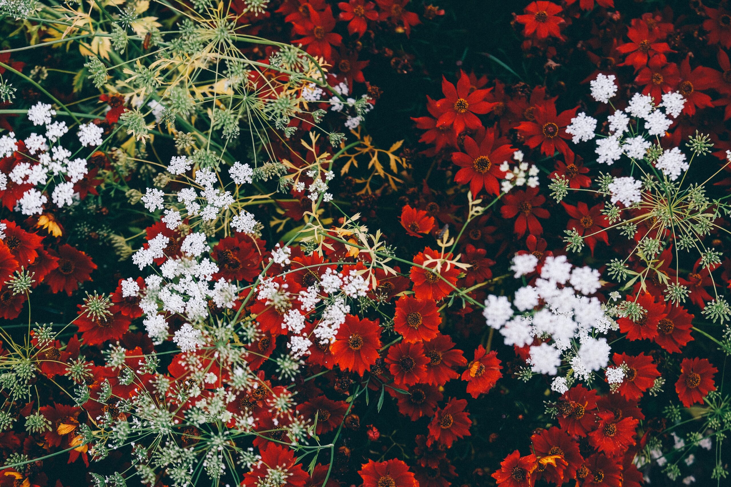 Red and white flowers from above